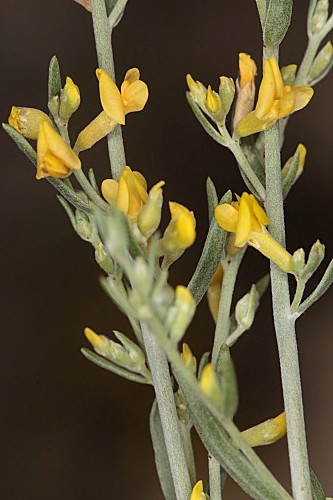 Anthyllis cytisoides L.