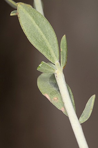 Anthyllis cytisoides L.
