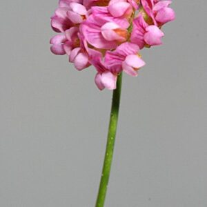 Anthyllis gerardi L.