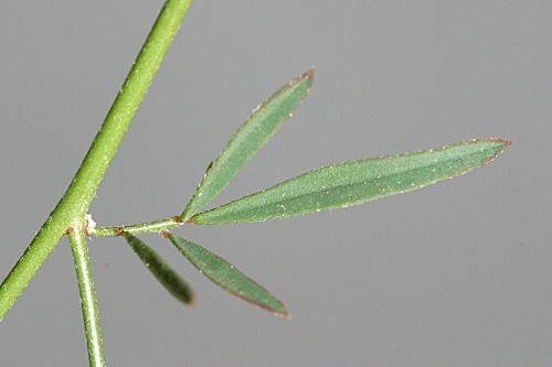 Anthyllis gerardi L.
