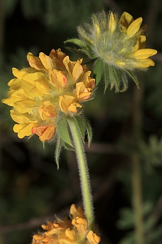 Anthyllis podocephala Boiss.