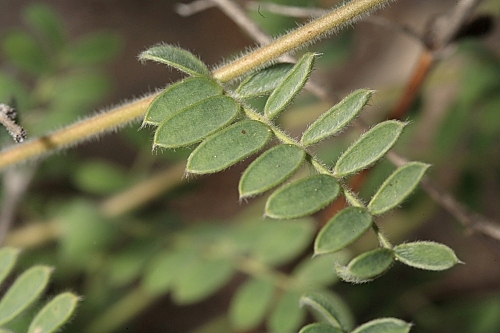Anthyllis podocephala Boiss.