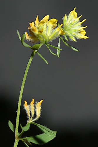 Anthyllis ramburii Boiss.
