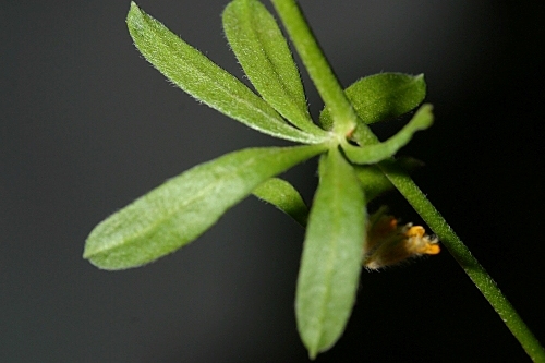 Anthyllis ramburii Boiss.