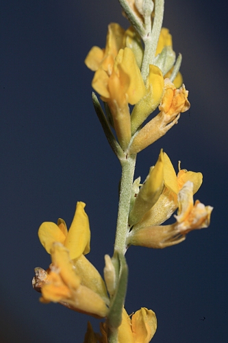 Anthyllis terniflora (Lag.) Pau