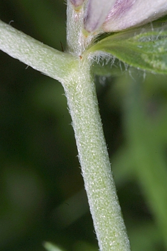 Anthyllis vulneraria subsp. maura (Beck) Maire