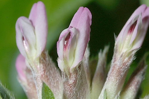 Anthyllis vulneraria subsp. maura (Beck) Maire
