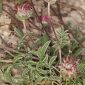 Anthyllis vulneraria subsp. microcephala (Willk.) Benedí