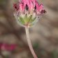Anthyllis vulneraria subsp. microcephala (Willk.) Benedí