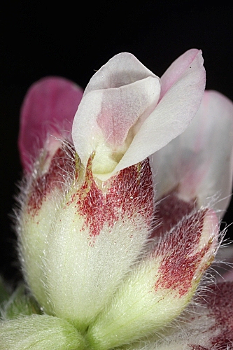 Anthyllis vulneraria subsp. microcephala (Willk.) Benedí