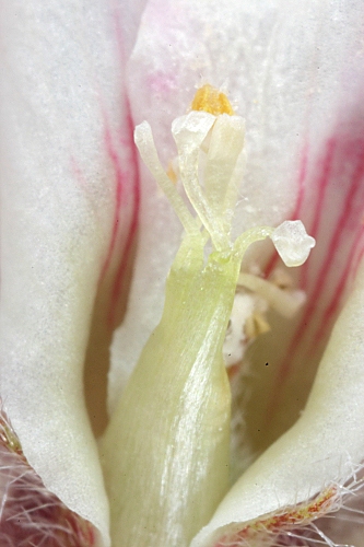 Anthyllis vulneraria subsp. microcephala (Willk.) Benedí