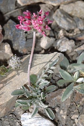 Anthyllis vulneraria subsp. pseudoarundana H. Lindb.