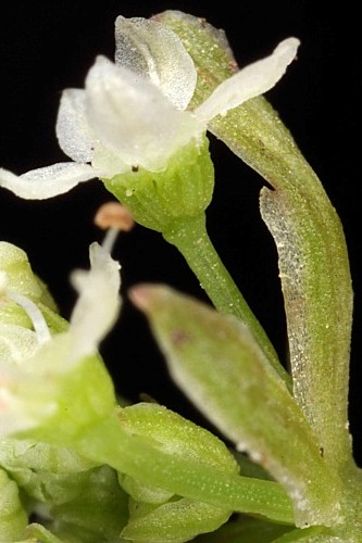 Apium inundatum (L.) Rchb. fil.