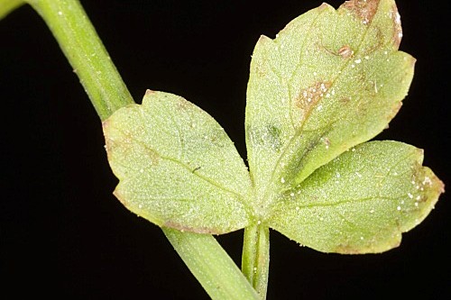 Apium inundatum (L.) Rchb. fil.