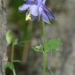 Aquilegia pyrenaica subsp. cazorlensis (Heywood) Galiano & Rivas Mart.