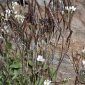 Arabis alpina L.