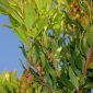 Arbutus unedo L.