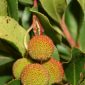 Arbutus unedo L.