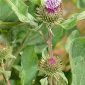 Arctium minus (Hill) Bernh.