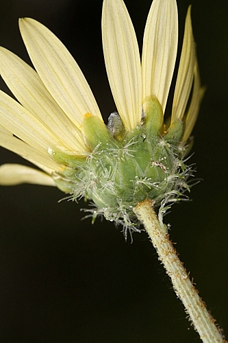 Arctotheca calendula (L.) Levyns
