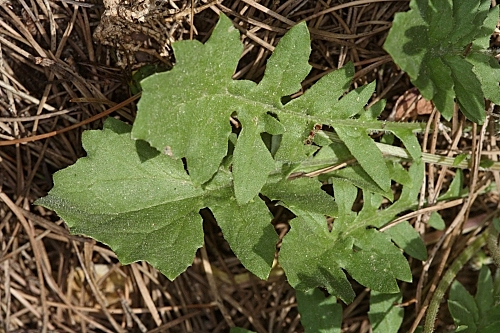 Arctotheca calendula (L.) Levyns