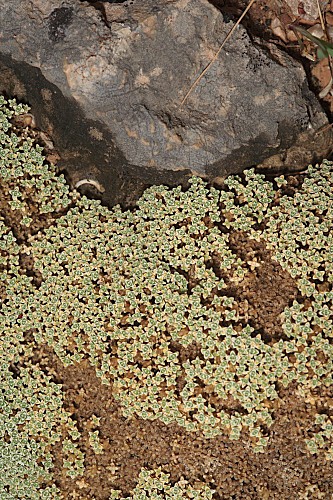Arenaria alfacariensis Pamp.