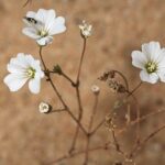 Arenaria algarbiensis Welw. ex Willk.