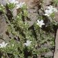 Arenaria armerina Bory