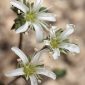 Arenaria erinacea Boiss.
