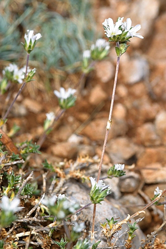 Arenaria erinacea Boiss.