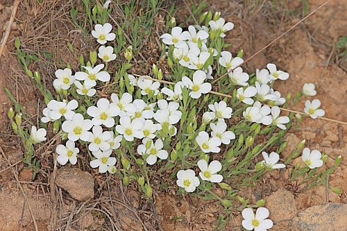 Arenaria montana subsp. montana L.