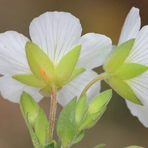 Arenaria montana subsp. montana L.