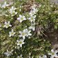 Arenaria tetraquetra subsp. amabilis (Bory) H. Lindb