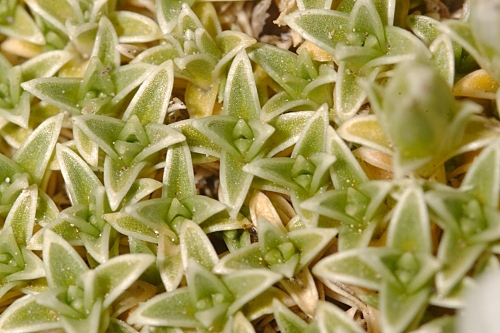 Arenaria tetraquetra subsp. amabilis (Bory) H. Lindb