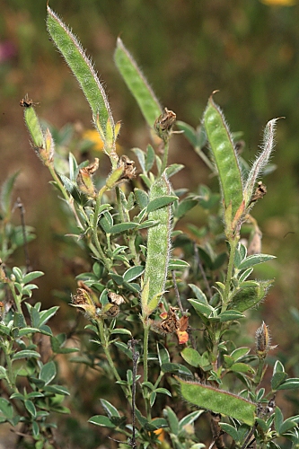 Argyrolobium zanonii subsp. zanonii (Turra) P.W. Ball