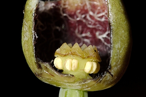 Aristolochia baetica L.