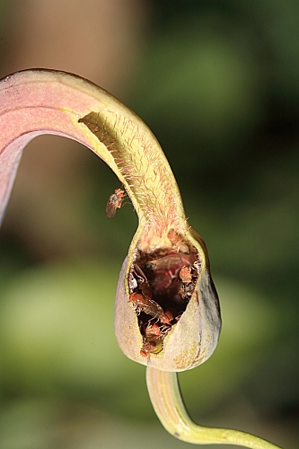 Aristolochia baetica L.