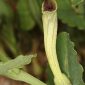 Aristolochia paucinervis Pomel