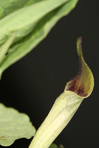 Aristolochia paucinervis Pomel