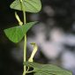 Aristolochia paucinervis Pomel