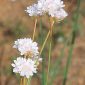 Armeria villosa subsp. carratracensis (Bernis) Nieto Fel.