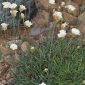 Armeria colorata Pau