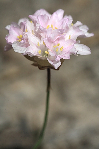 Armeria filicaulis (Boiss.) Boiss.