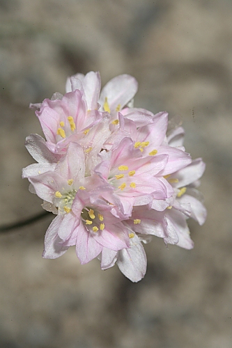 Armeria filicaulis (Boiss.) Boiss.