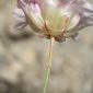 Armeria filicaulis (Boiss.) Boiss.
