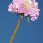 Armeria gaditana Boiss.