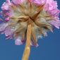 Armeria gaditana Boiss.