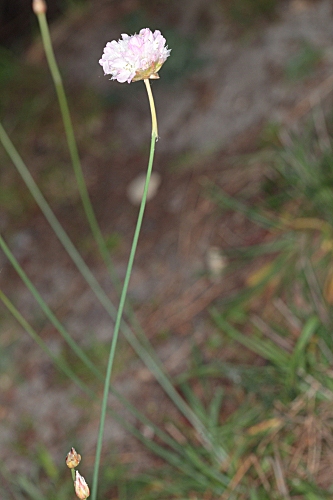 Armeria hispalensis Pau