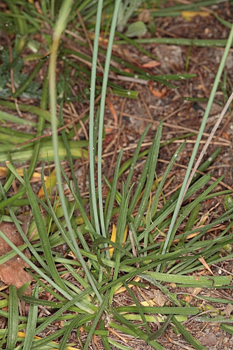 Armeria hispalensis Pau