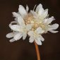 Armeria linkiana Nieto Fel.